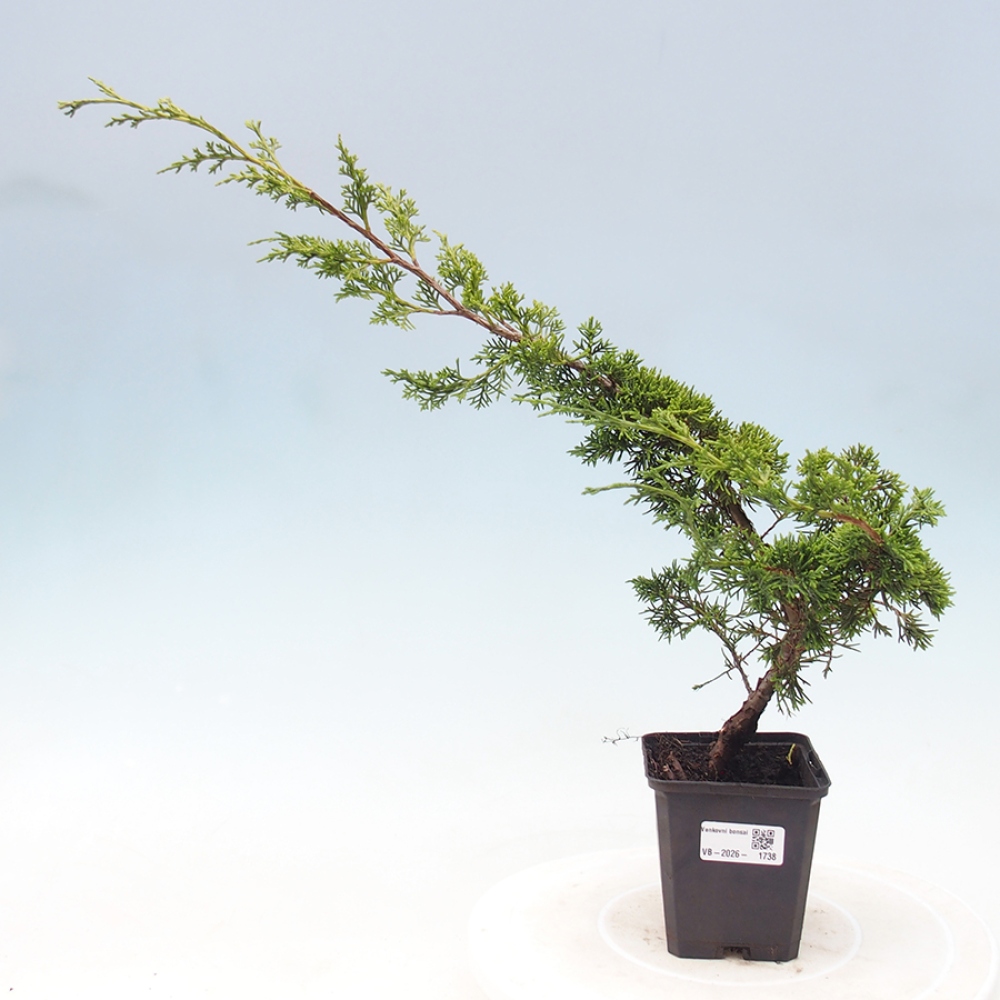 Bonsaï d'extérieur - Juniperus chinensis Itoigawa