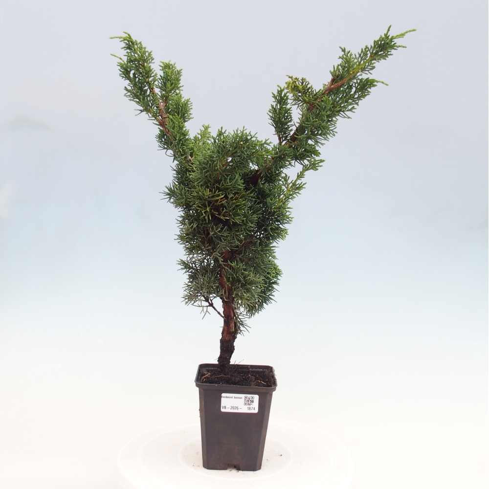 Bonsaï d'extérieur - Juniperus chinensis Kishu
