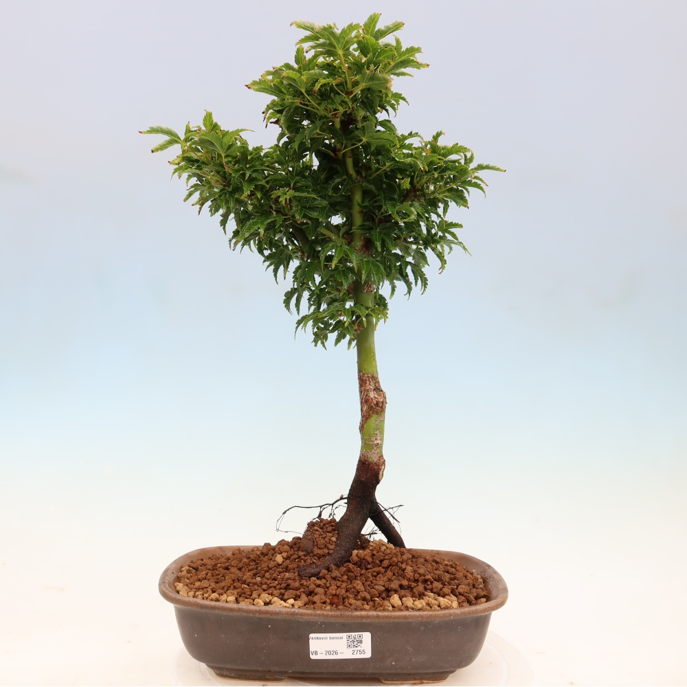 Bonsaï d'extérieur -Javor palm Acer palmatum Shishigashira