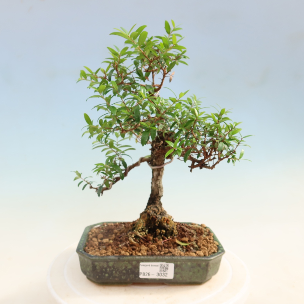 Bonsaï de chambre - Myrtus communis - Myrte