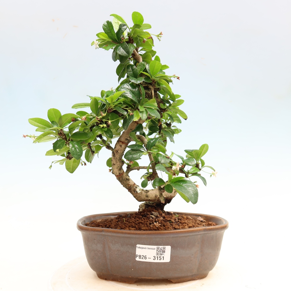 Bonsaï de chambre - Carmona macrophylla - Tea fuki