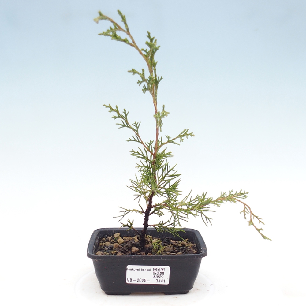 Bonsaï d'extérieur - Juniperus chinensis Itoigawa