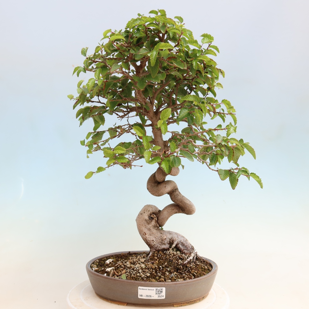 Bonsaï d'extérieur -Carpinus CARPINOIDES - Charme de Corée