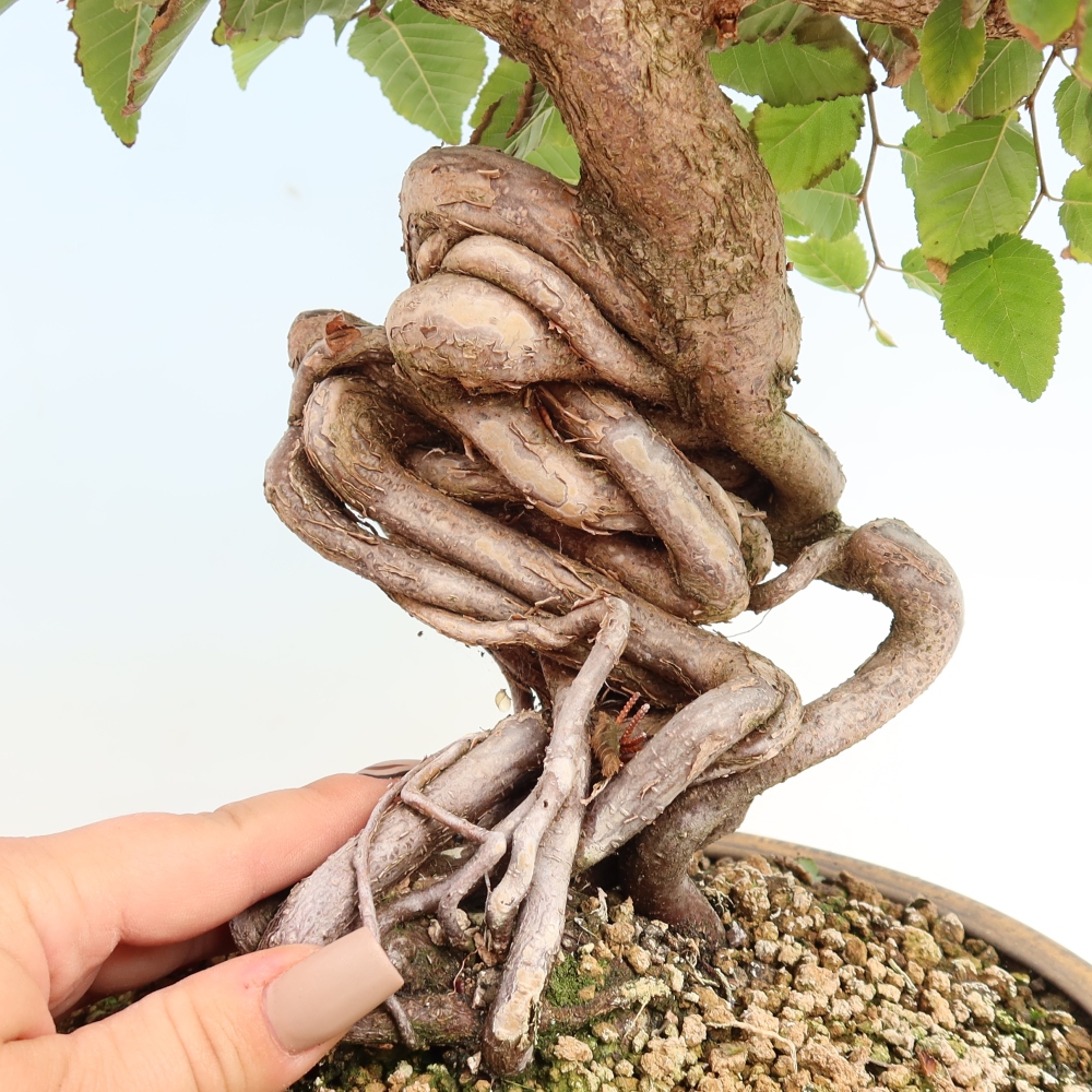 Bonsaï d'extérieur -Carpinus CARPINOIDES - Charme de Corée