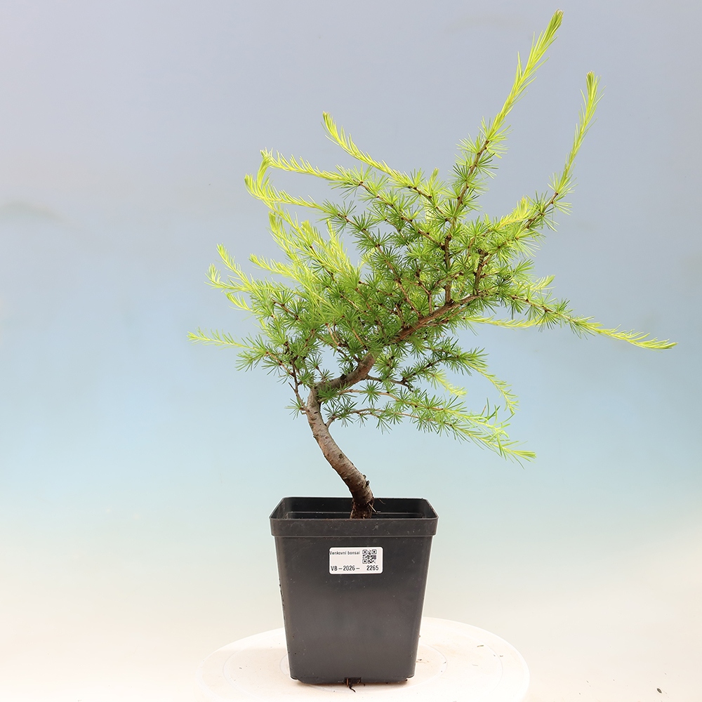 Bonsaï d'extérieur -Larix decidua - Mélèze