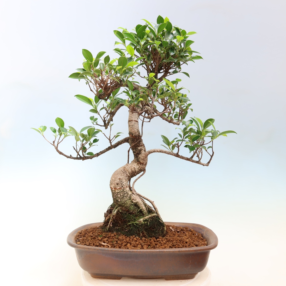 Salle bonsaï - Ficus kimmen - ficus à petites feuilles