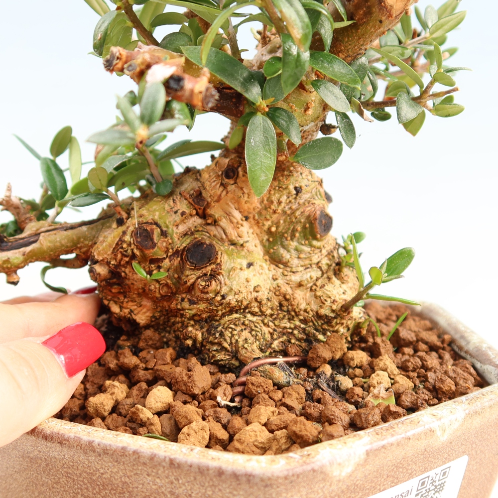 Bonsaï d'intérieur - Olea europaea sylvestris
