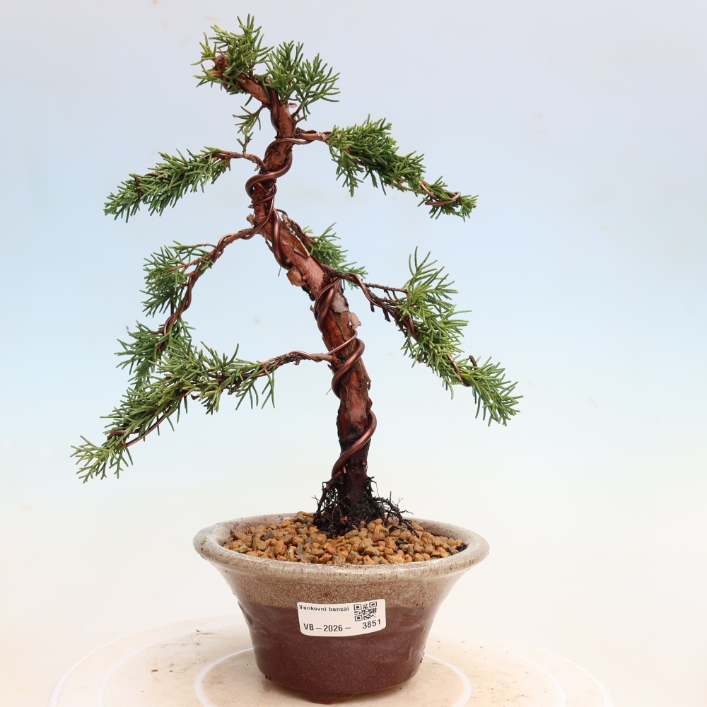 Bonsaï d'extérieur - Juniperus chinensis Kishu