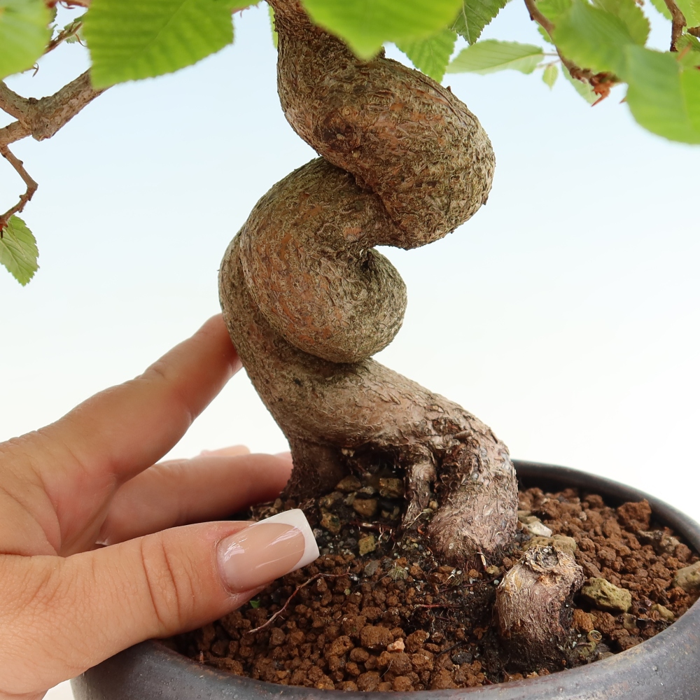Bonsaï d'extérieur -Carpinus Coreana - Charme de Corée
