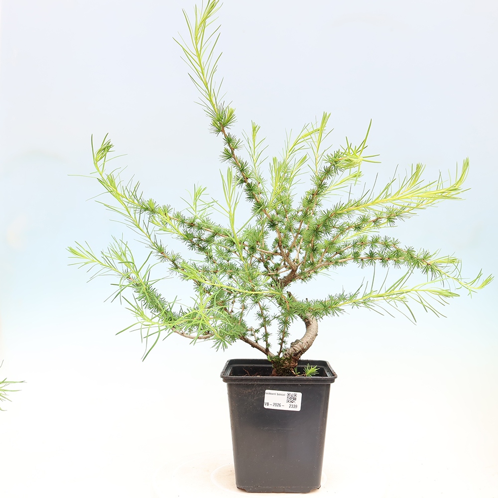 Bonsaï d'extérieur -Larix decidua - Mélèze