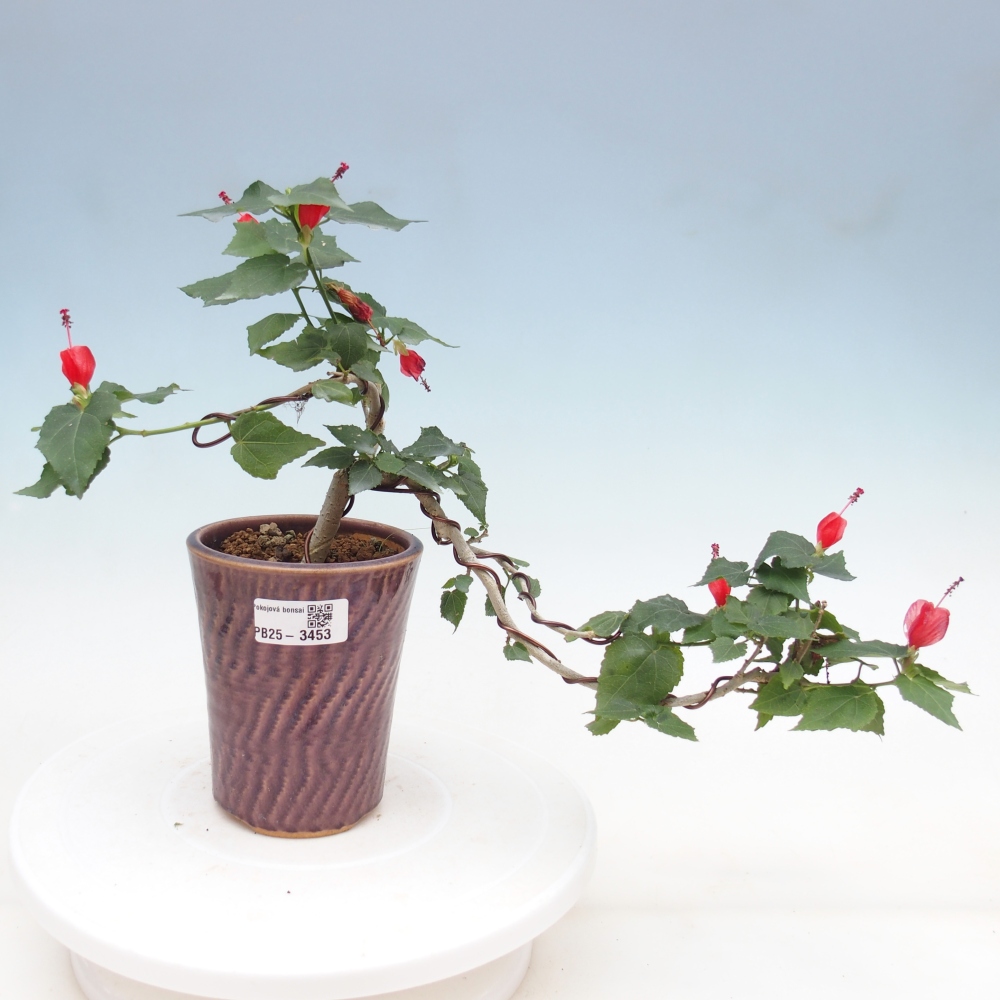 Bonsaï d'intérieur - Malvaviscus arboreus