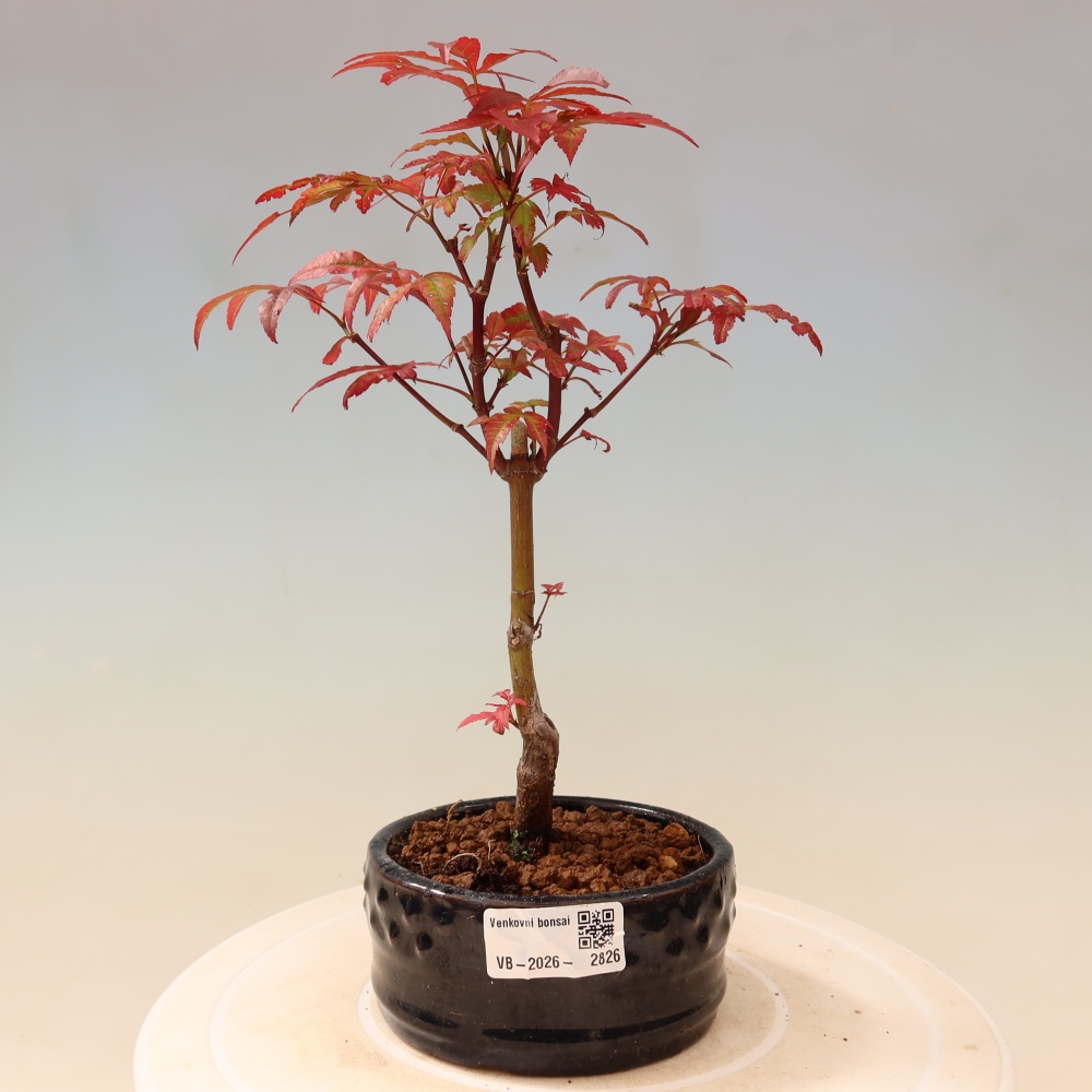 Bonsaï d'extérieur - Acer palm. Atropurpureum-Javor palmate