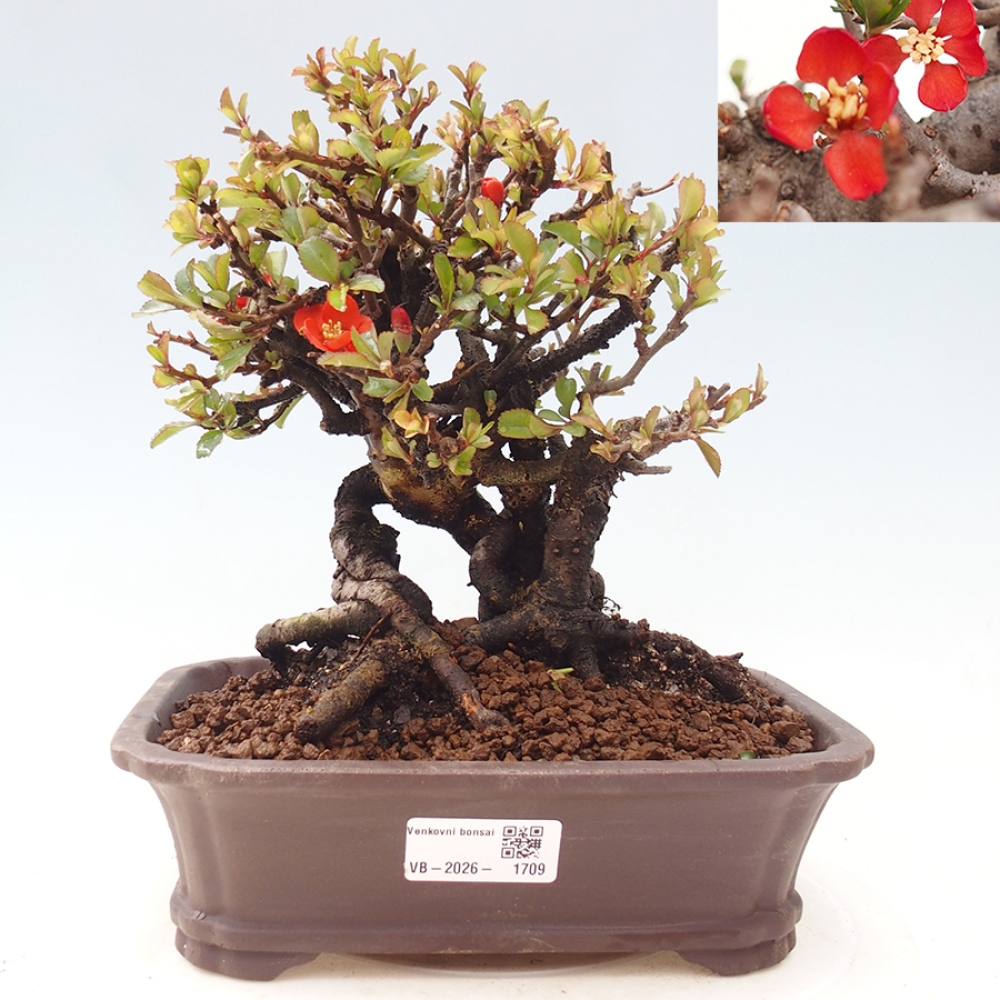 Bonsaï d'extérieur - Chaneomeles speciosa - Coing