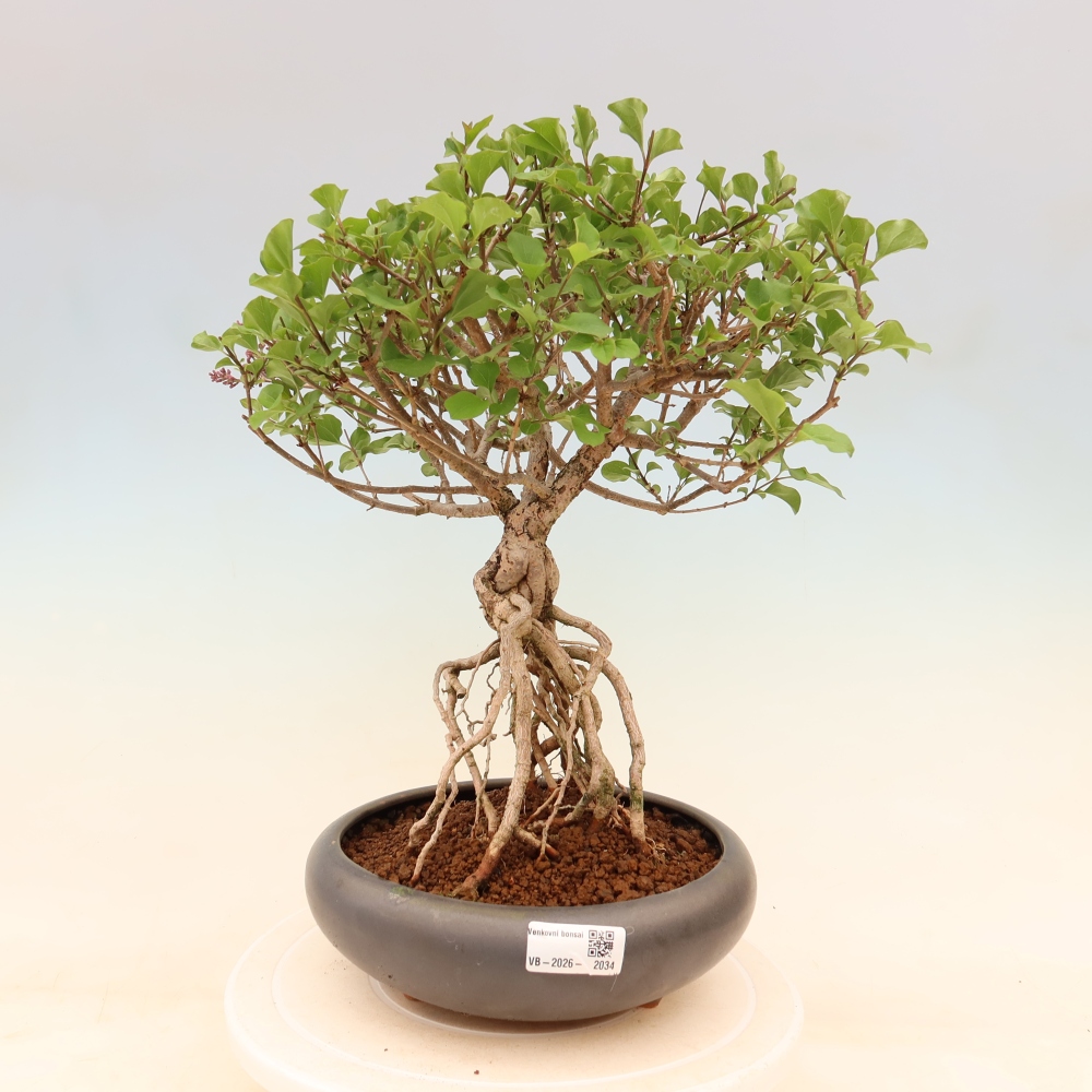 Bonsaï d'extérieur - Syringa microphylla - lilas à petites fleurs
