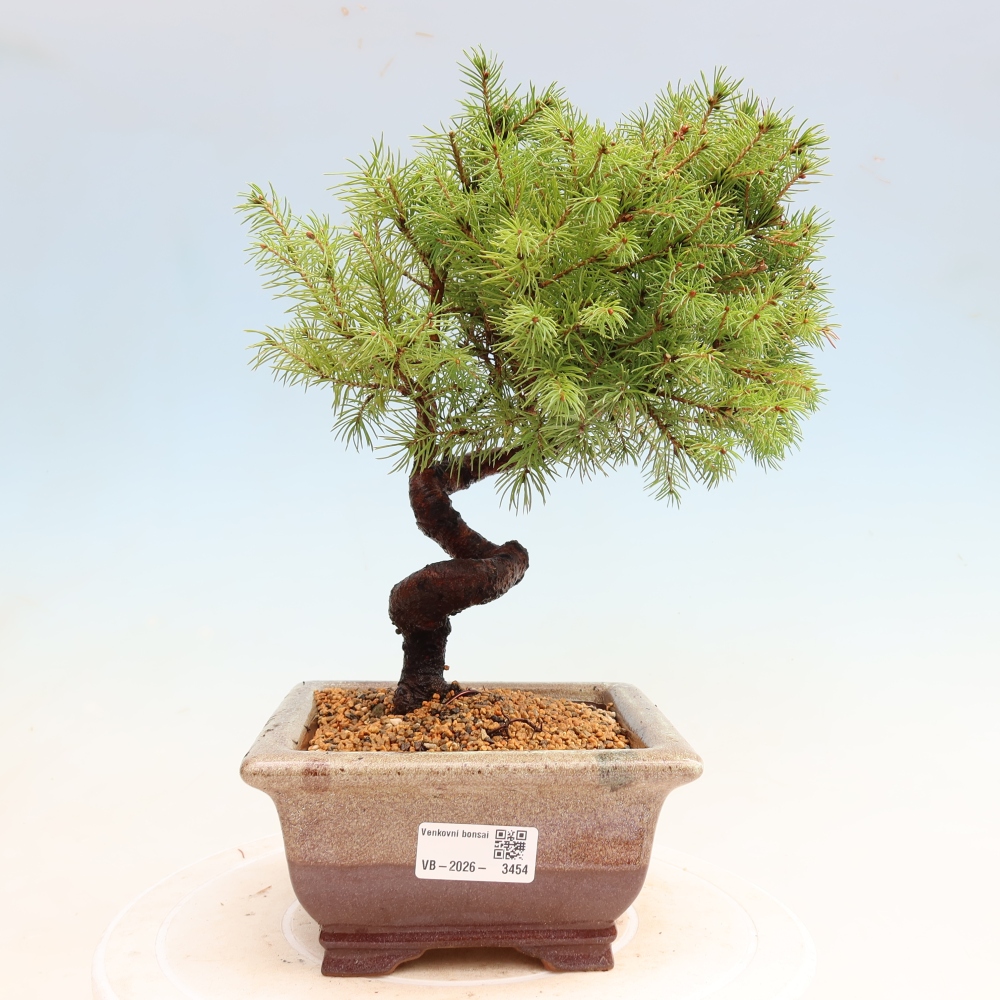 Bonsaï d'extérieur - Épicéa glauque - Picea glauca globe