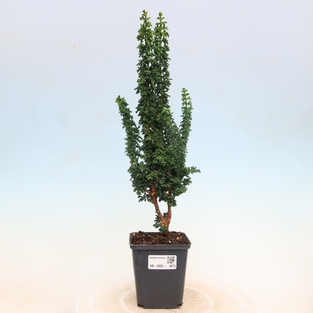 Bonsaï d'extérieur - Cham. obtusa SEKKA HINOKI - Cyprès