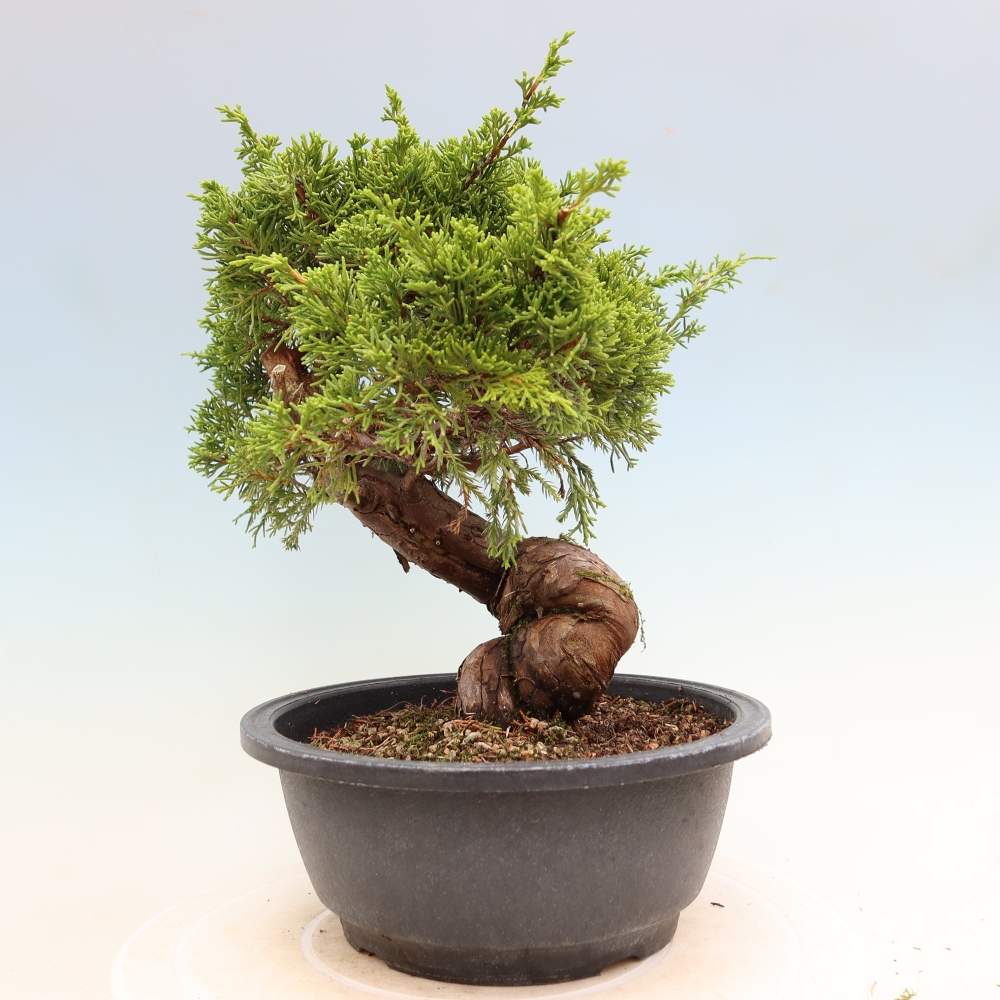 Bonsaï d'extérieur - Juniperus chinensis Itoigawa-Juniperus chinensis