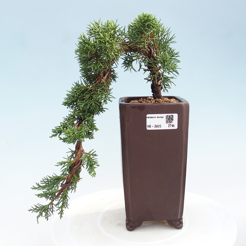 Bonsaï d'extérieur - Juniperus chinensis Kishu