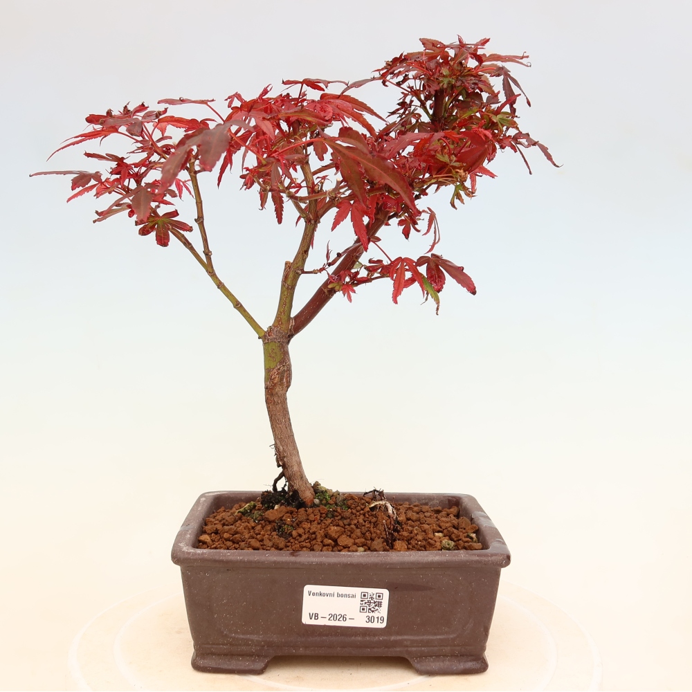 Bonsaï d'extérieur - Érable palmatum  - Acer palmatum Berry Broom 