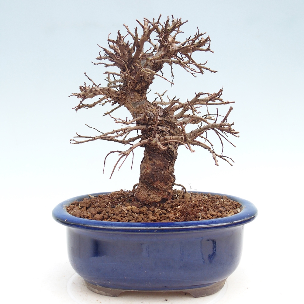 Bonsaï d'extérieur - Zelkova - Zelkova NIRE