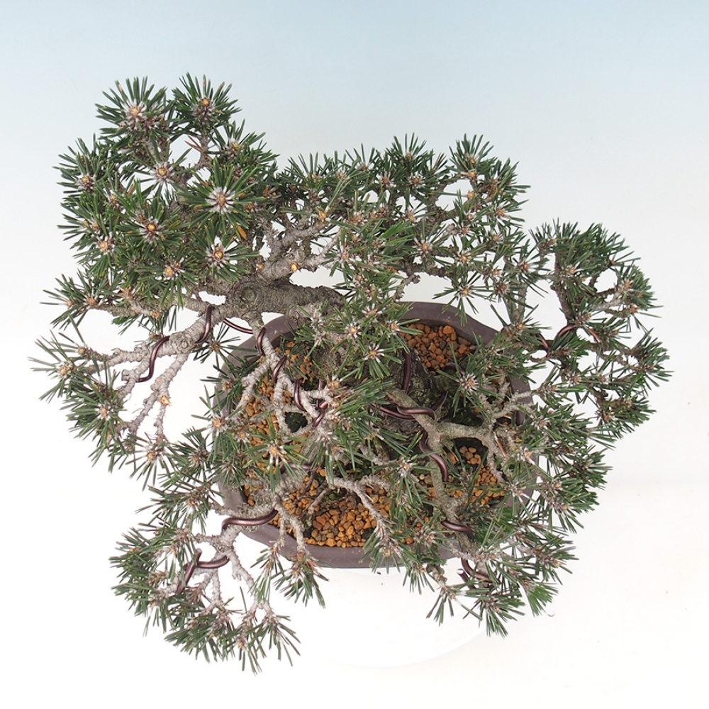 Bonsaï d'extérieur - Pinus thunbergii Kotobuki - Pin de Thunberg