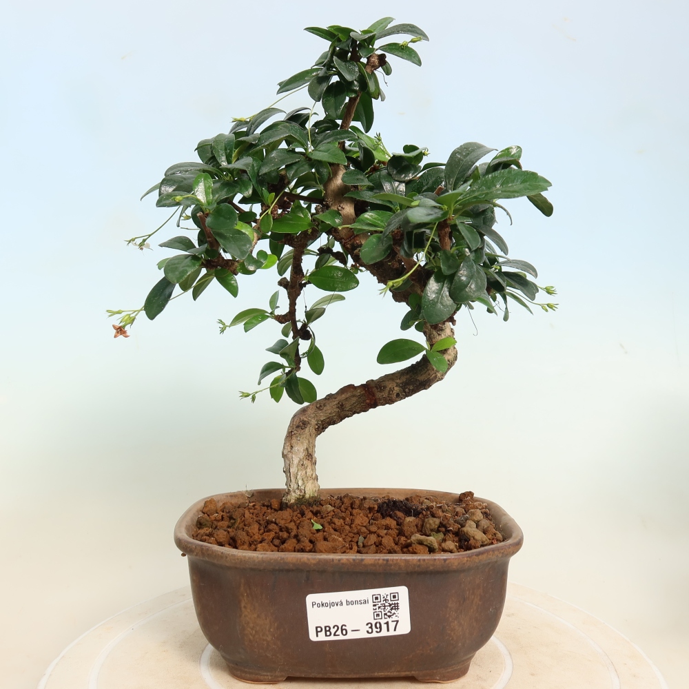 Bonsaï de chambre - Carmona macrophylla - Tea fuki
