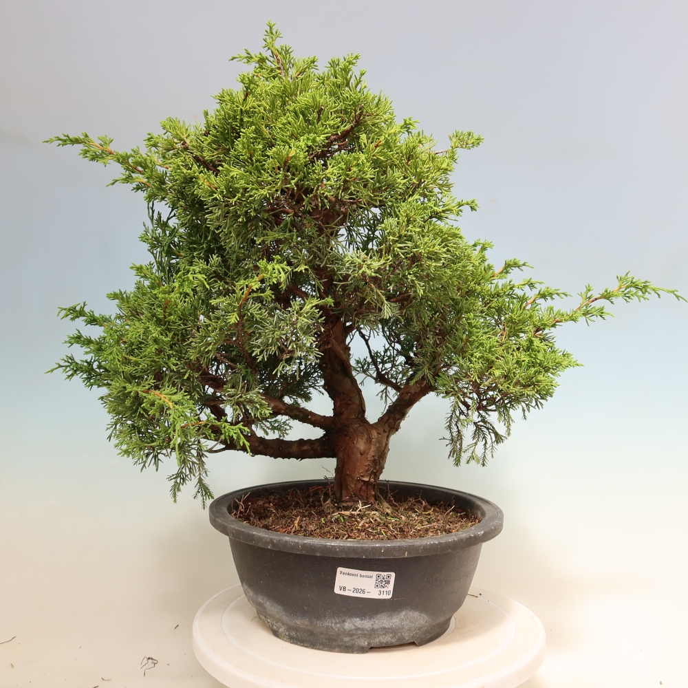 Bonsaï d'extérieur - Juniperus chinensis Itoigawa-Juniperus chinensis