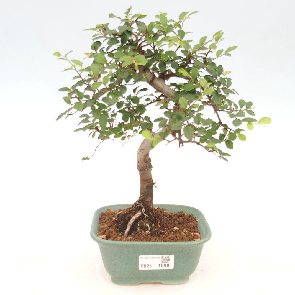 Bonsaï de chambre - Ulmus parvifolia - Orme à petites feuilles