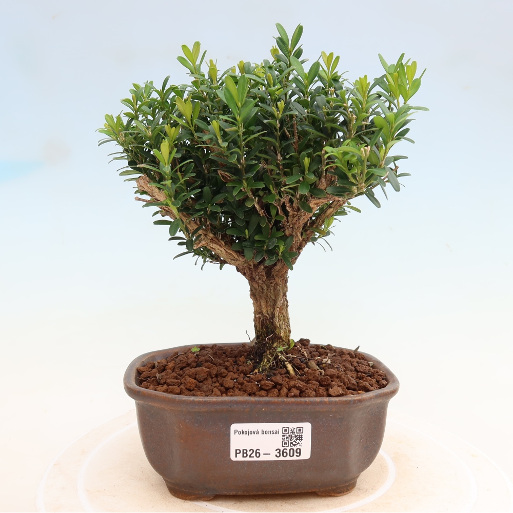 Bonsaï de chambre - Buxus harlandii - buxus liège