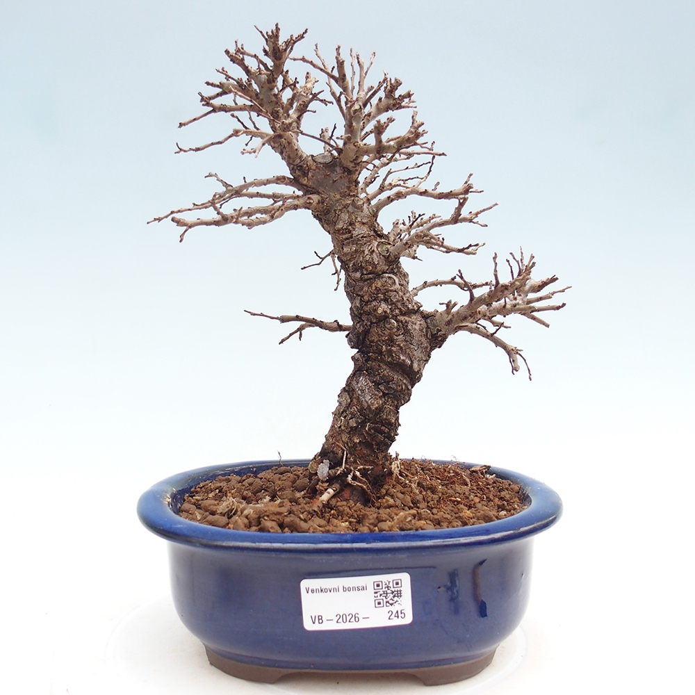 Bonsaï d'extérieur - Zelkova - Zelkova NIRE