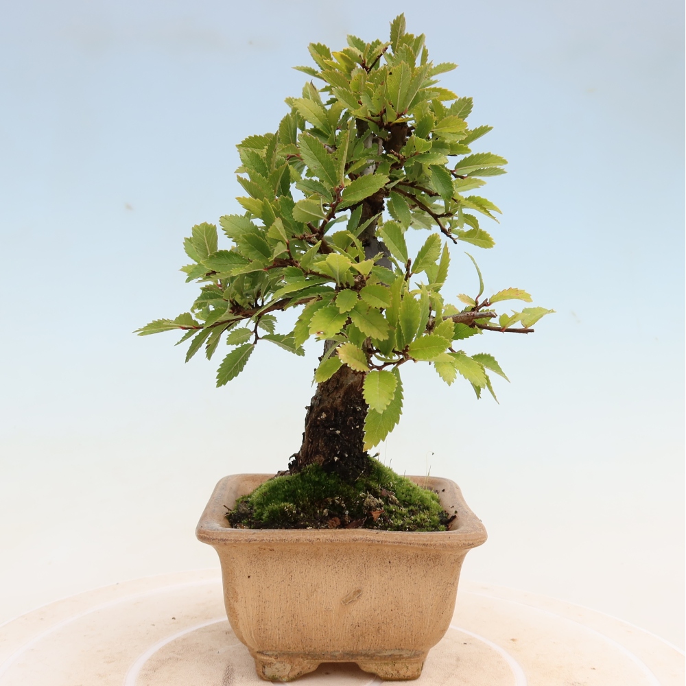 Bonsaï d'extérieur - Zelkova - Zelkova NIRE