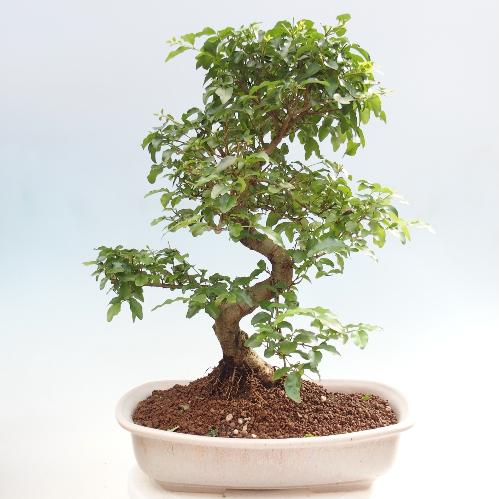 Bonsaï de chambre -Ligustrum chinensis - Bec d'oiseau