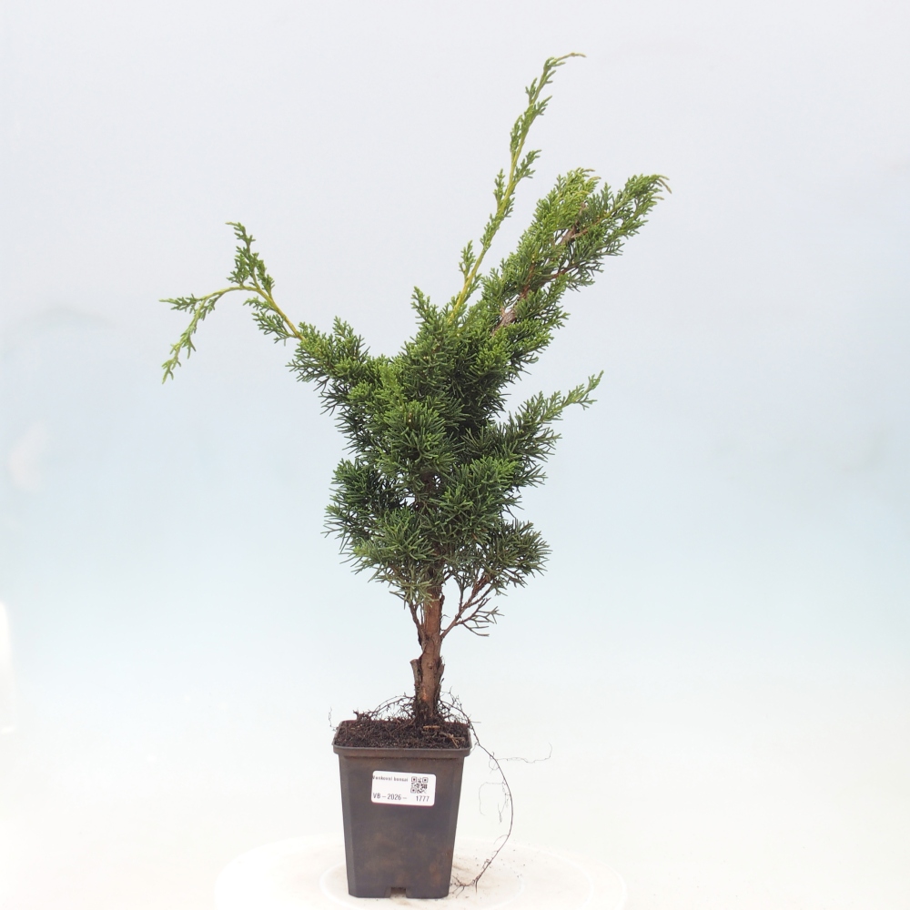 Bonsaï d'extérieur - Juniperus chinensis Kishu