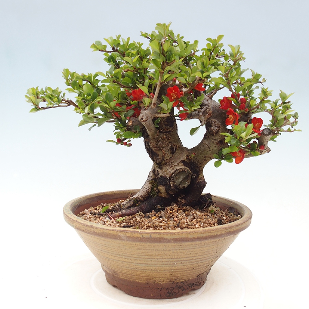 Bonsaï d'extérieur - Chaneomeles speciosa - Coing