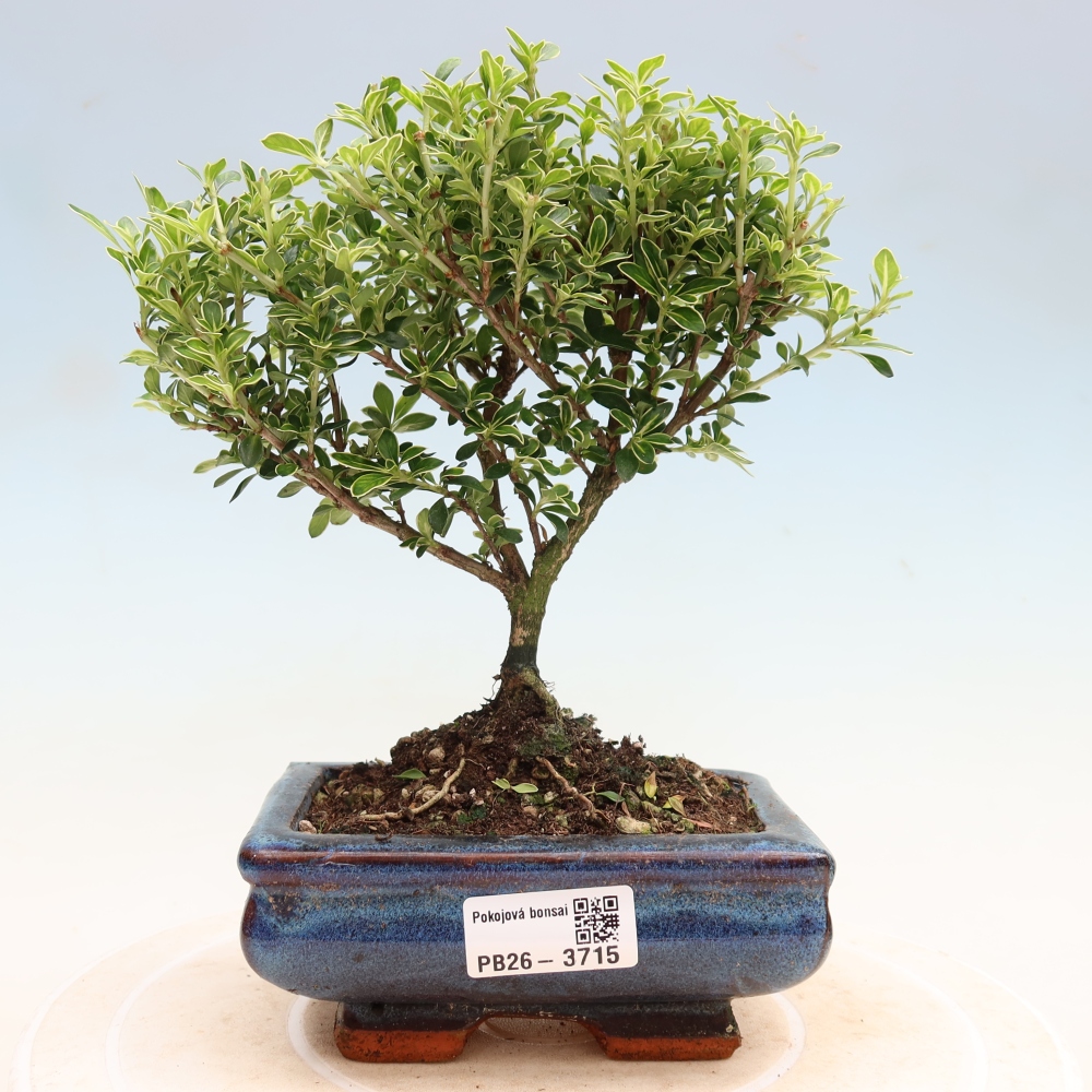 Salle bonsaï - Serissa foetida Variegata - Arbre aux mille étoiles