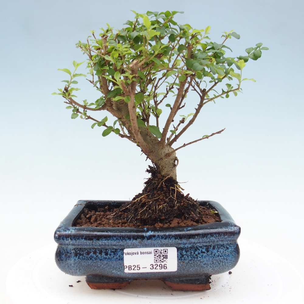 Bonsaï de chambre -Ligustrum chinensis - Bec d'oiseau