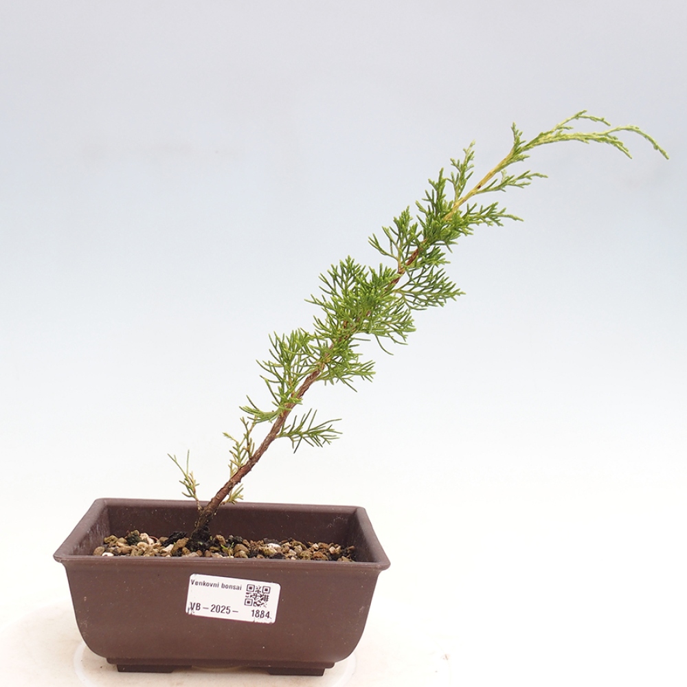Bonsaï d'extérieur - Juniperus chinensis Itoigawa