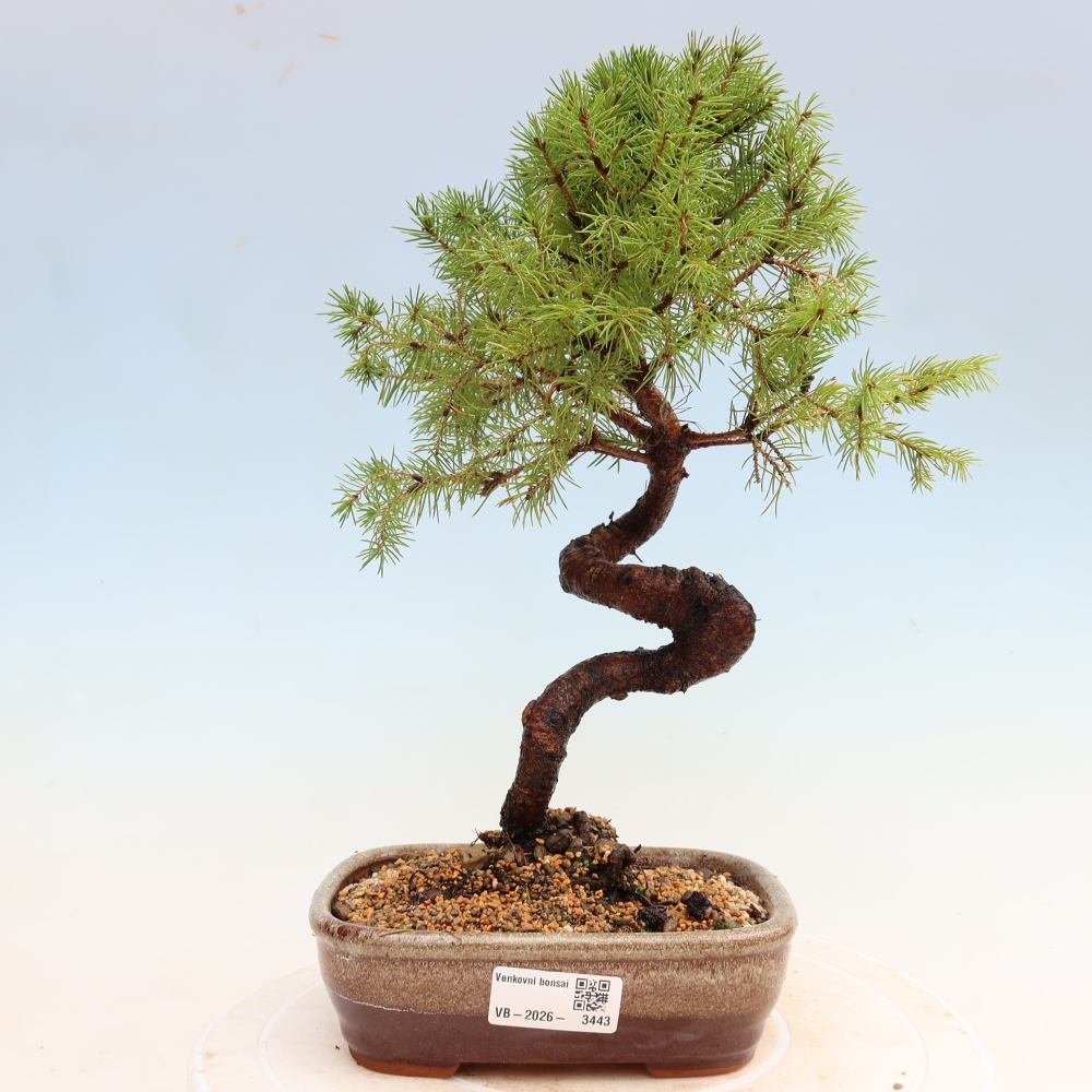 Bonsaï d'extérieur - Épicéa glauque - Picea glauca globe