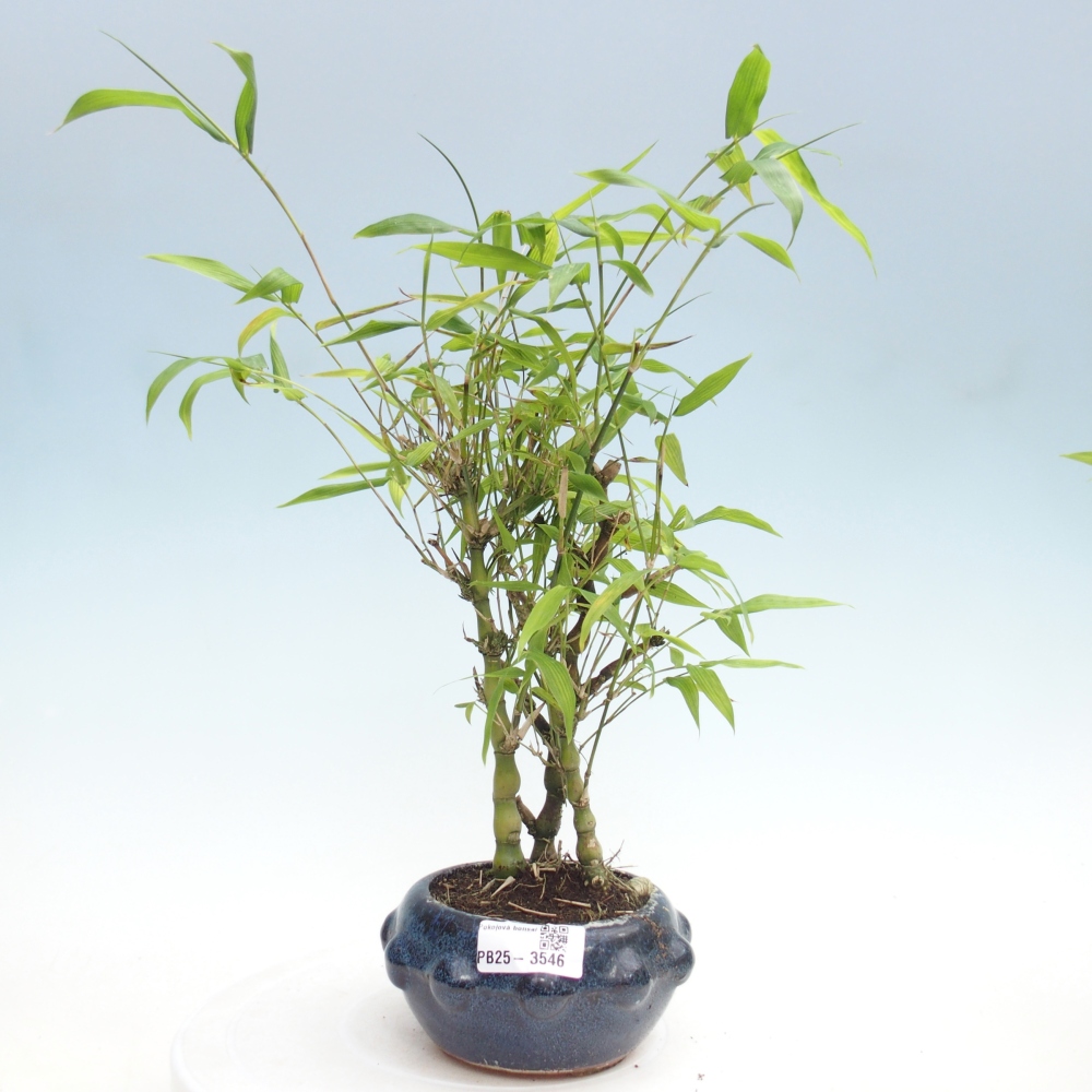 Bonsaï de chambre - Bamboo budha-Bamboo budha belly