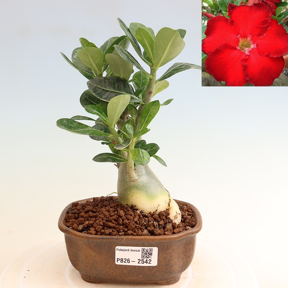 Bonsaï d'intérieur - Adenium obesum Red Star - Rose du désert