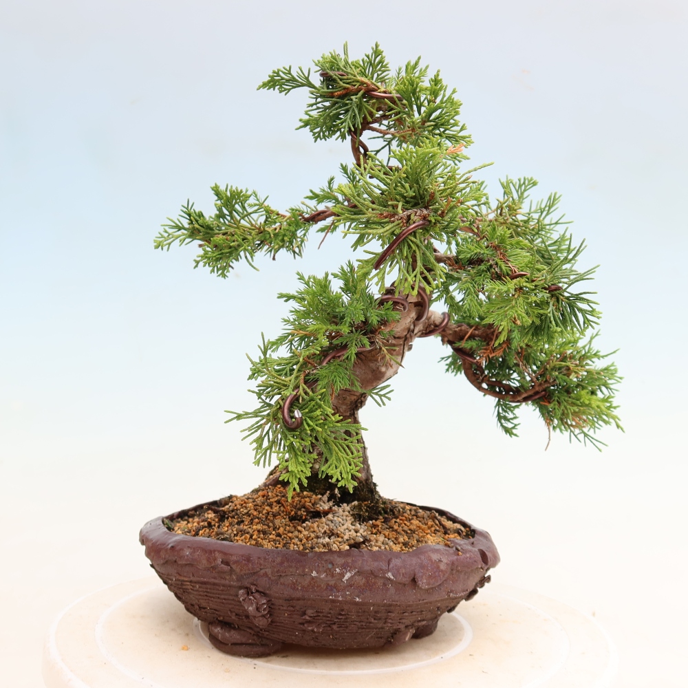 Bonsaï d'extérieur - Juniperus chinensis Itoigawa-Juniperus chinensis