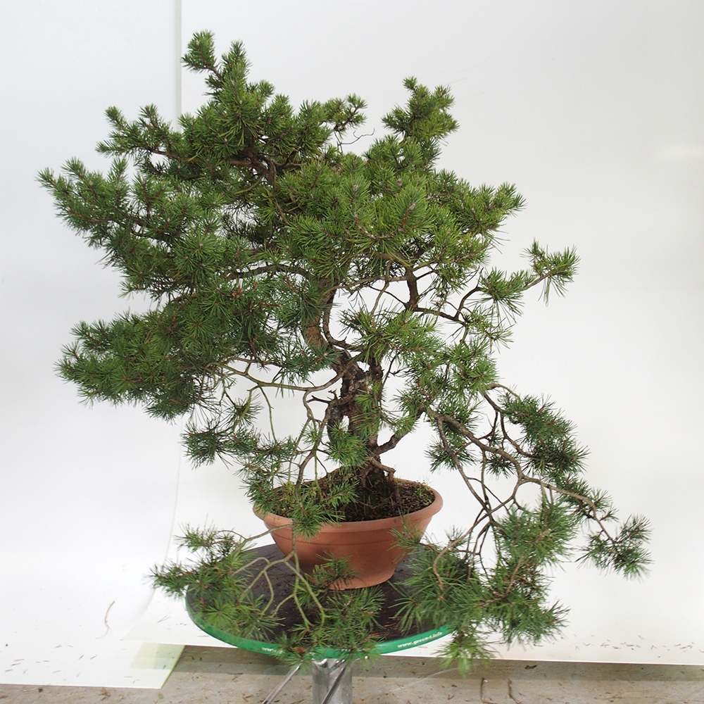 Yamadori - Pinus sylvestris Espagne