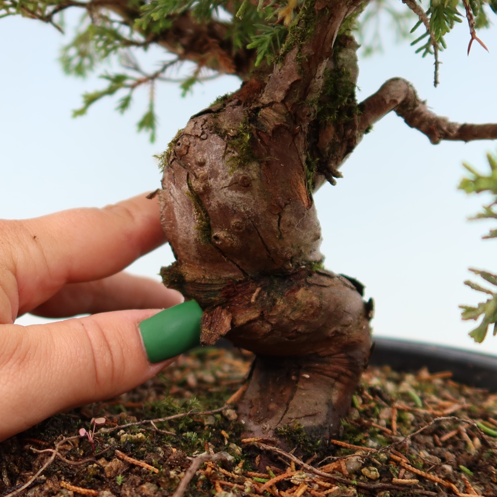 Bonsaï d'extérieur - Juniperus chinensis Itoigawa-Juniperus chinensis