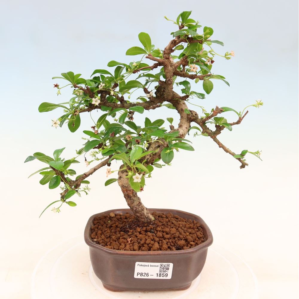 Bonsaï de chambre - Carmona macrophylla - Tea fuki