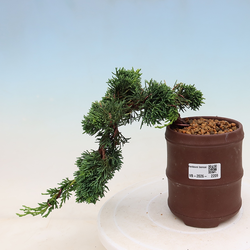Bonsaï d'extérieur - Juniperus chinensis Kishu