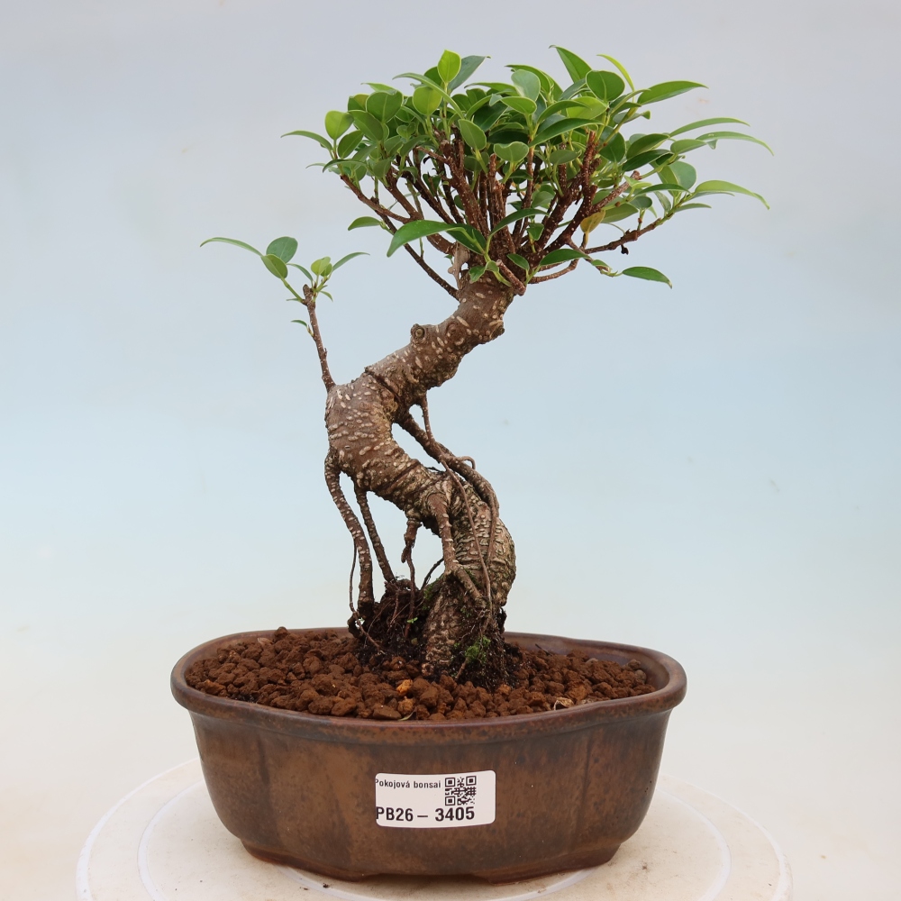 Salle bonsaï - Ficus kimmen - ficus à petites feuilles