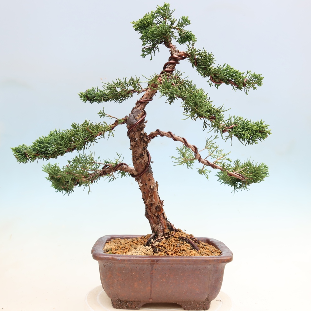 Bonsaï d'extérieur - Juniperus chinensis Kishu