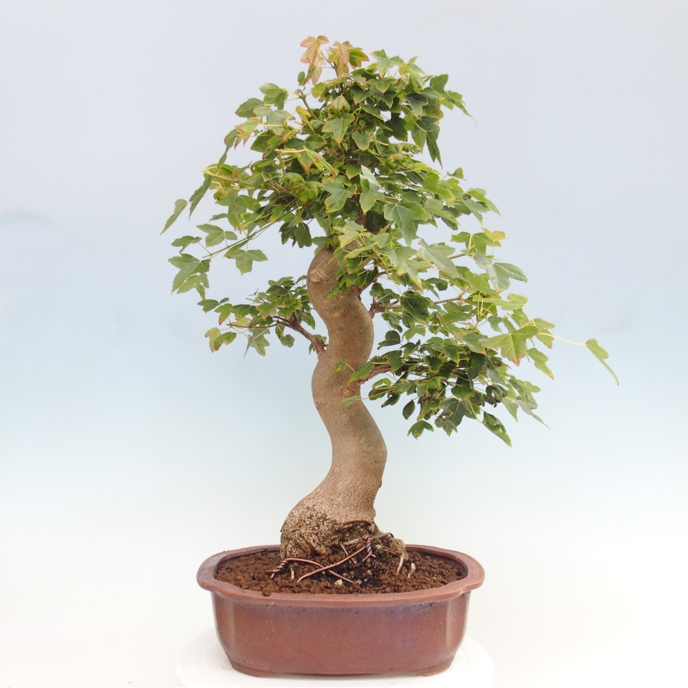 Bonsaï d'extérieur - Acer Buergerianum - Burger Maple