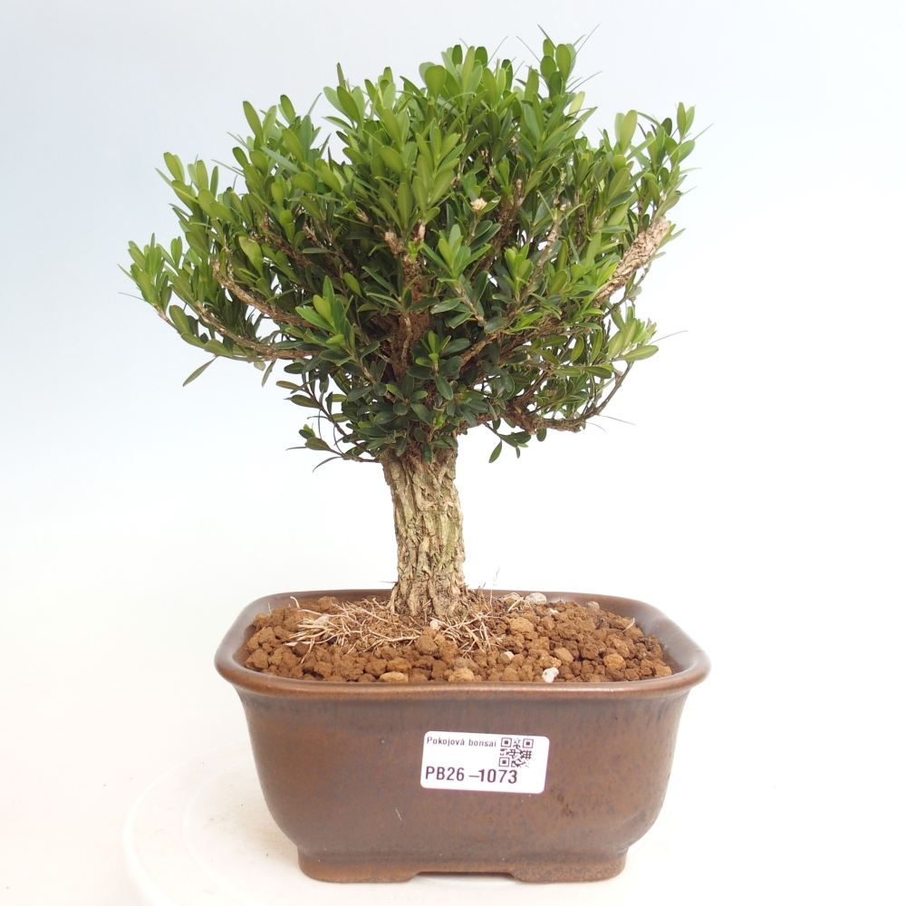 Bonsaï de chambre - Buxus harlandii - buxus liège