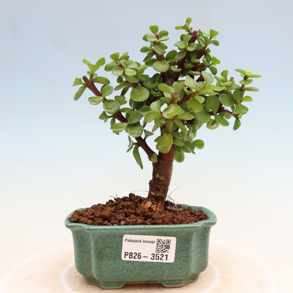 Bonsaï de chambre - Portulakaria Afra - Tlustice